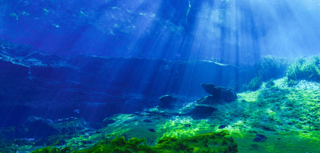 Underwater image of the springs