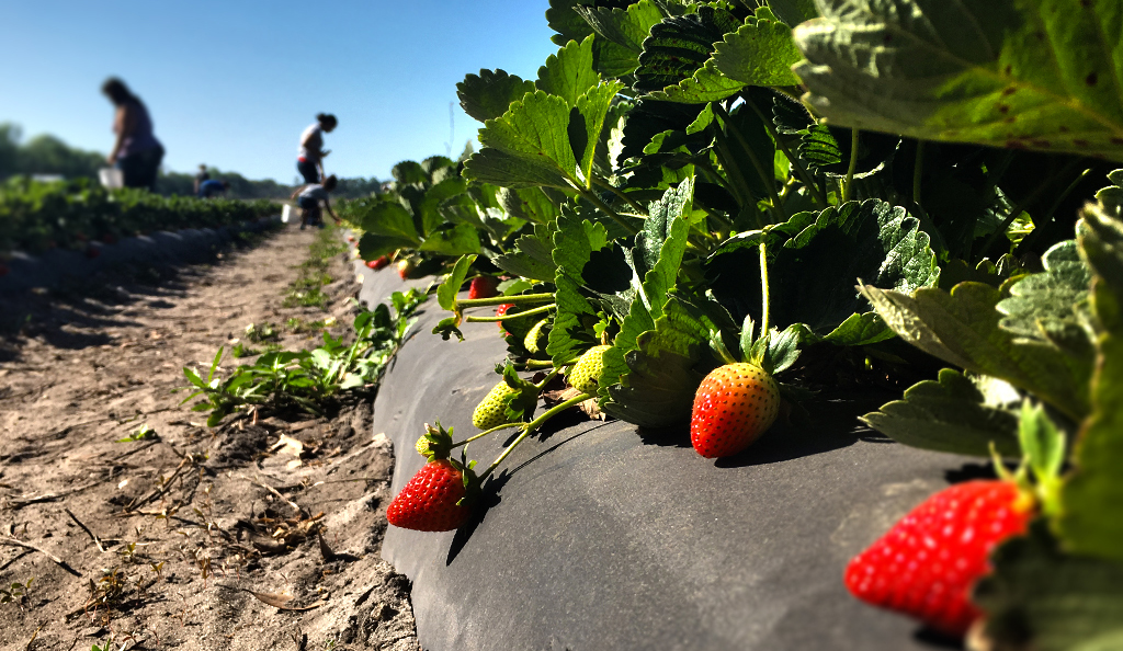 strawberries at rogers farm