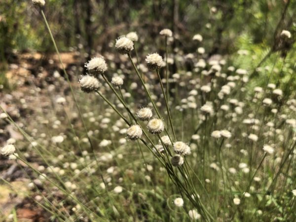 native wildflower