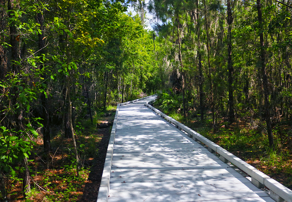 boardwalk in Barr hammock preserve
