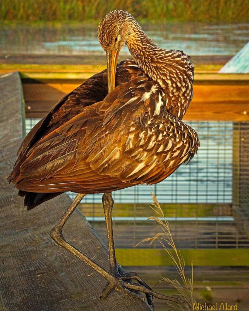 Photo of Limpkin bird scratching its back at Sweetwater Wetlands Park