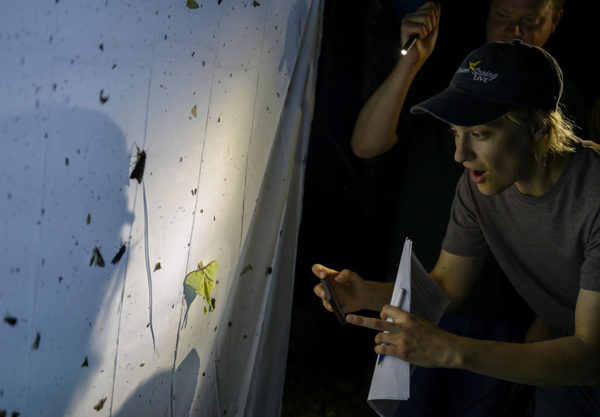 person pointing at bugs at night