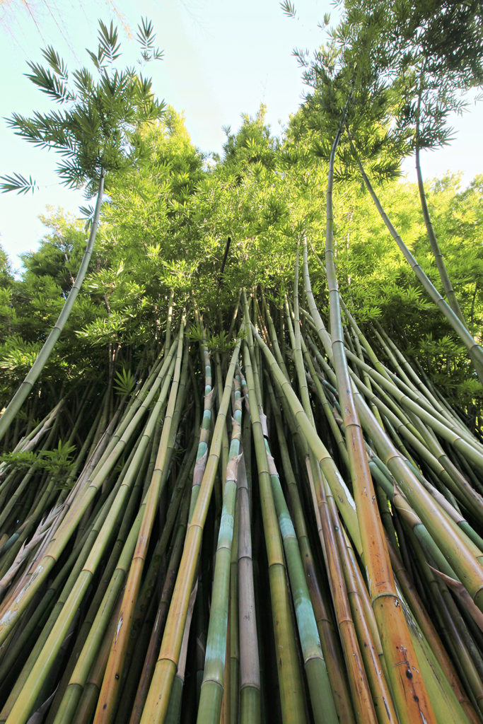 towering bamboo collection at Kanapaha Botanical gardens - photo by Ryan coffer photography