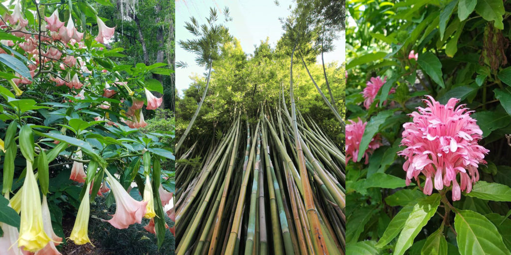 kanapaha botanical gardens blooms and bamboo