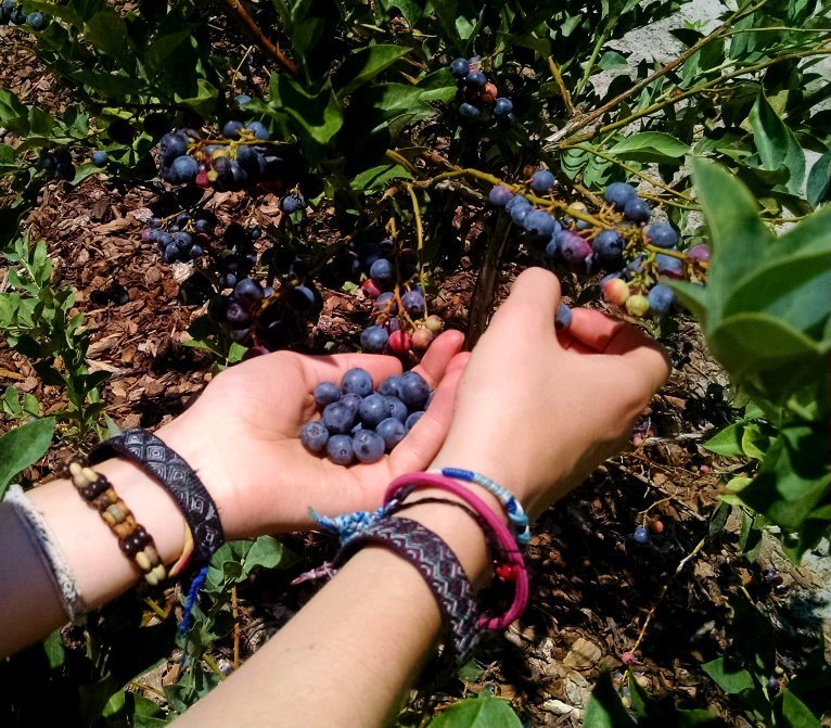 late season blueberry picking