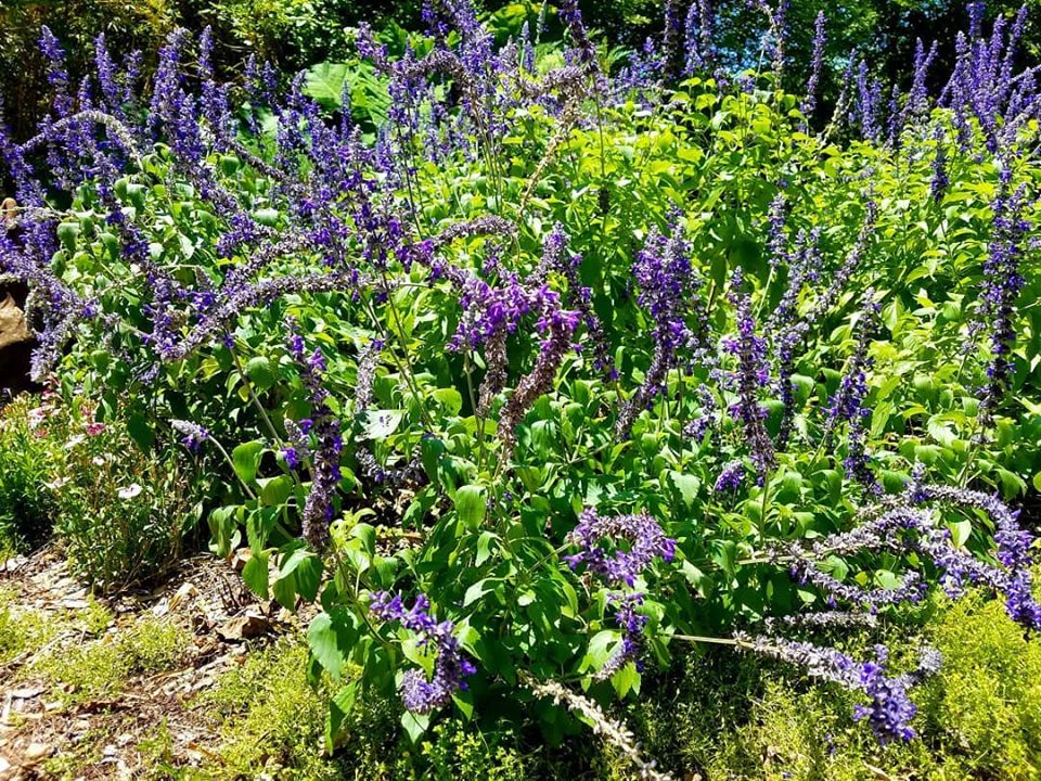 mysty salvia blooming