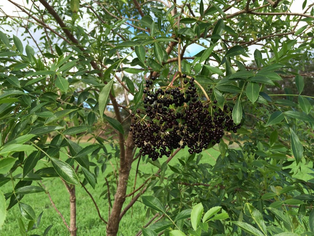 Elderberries at Frog Song Organics