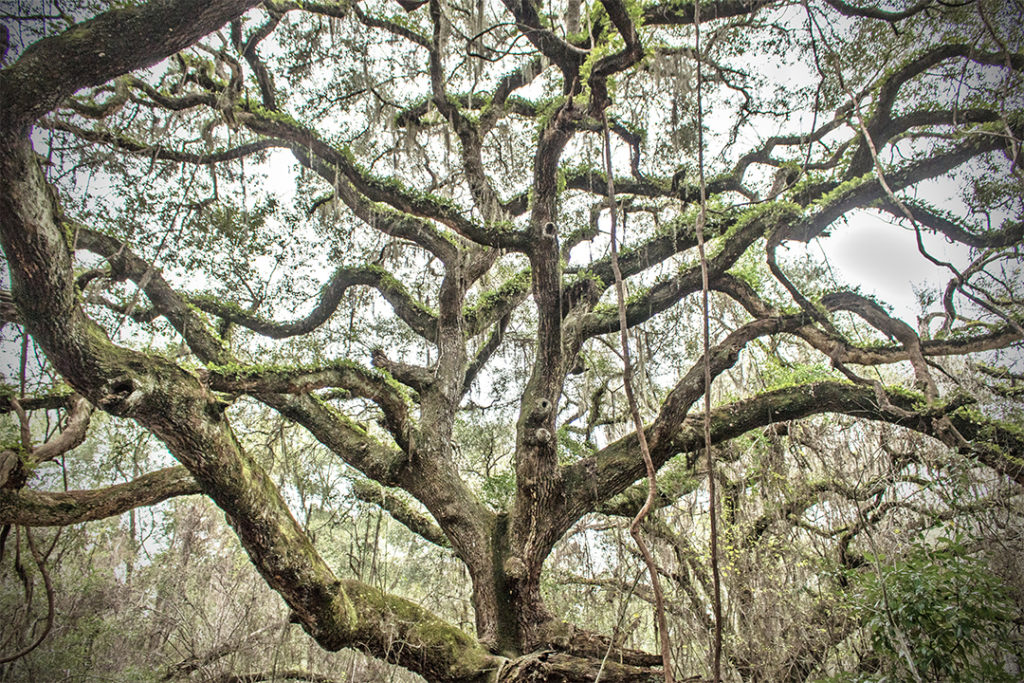 live oak tree at paynes prairie