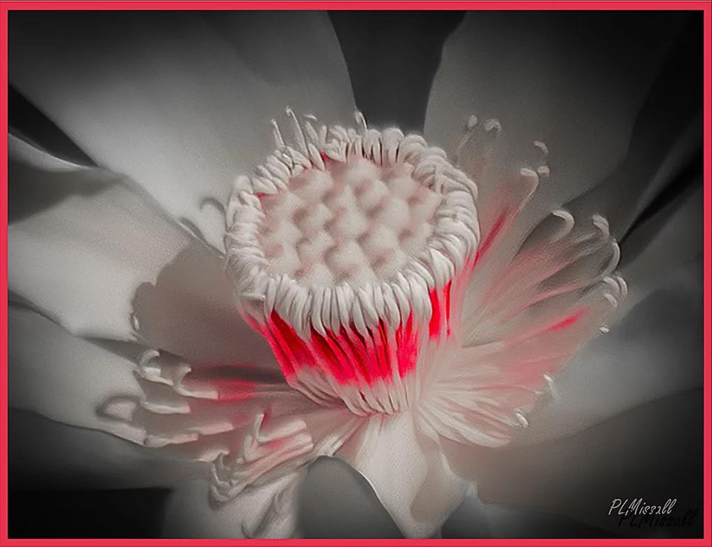 close up image of flower