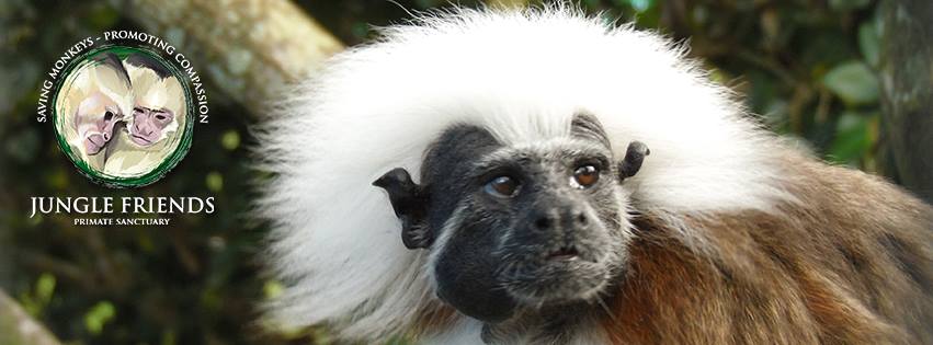 photo of monkey at jungle friends