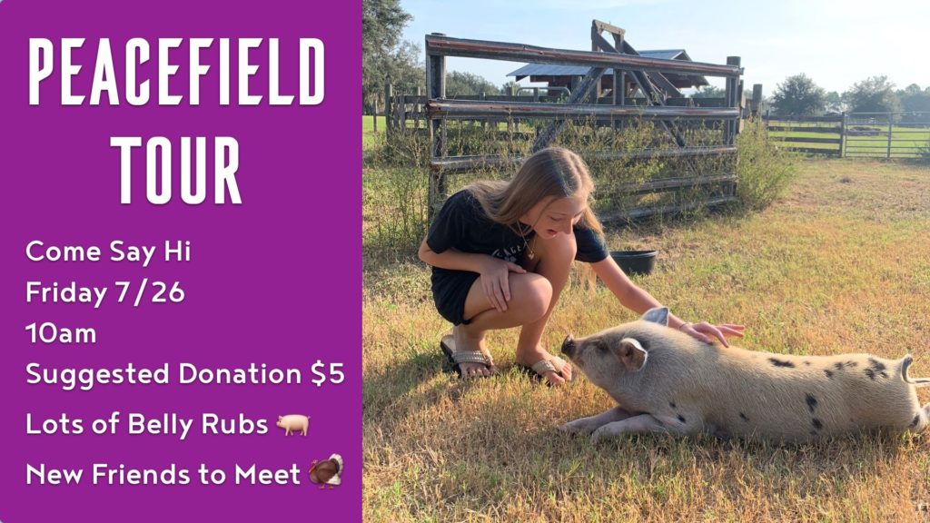 Visiting farm animals at Peacefield