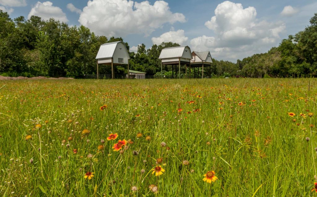 bat houses at university of florida