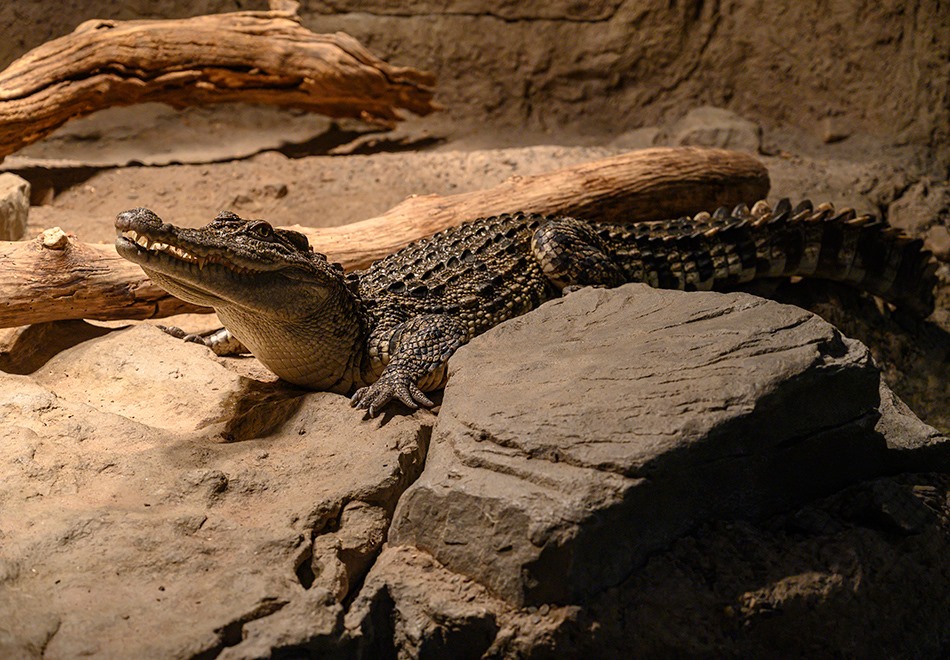 alligator at florida museum