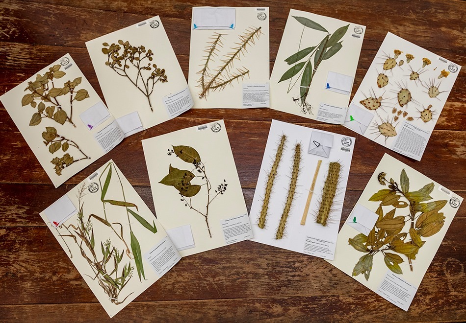 samples of botanical prints at florida museum