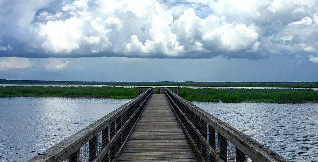 paynes prairie boardwalk 