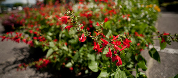 pollinator-friendly flowering plants