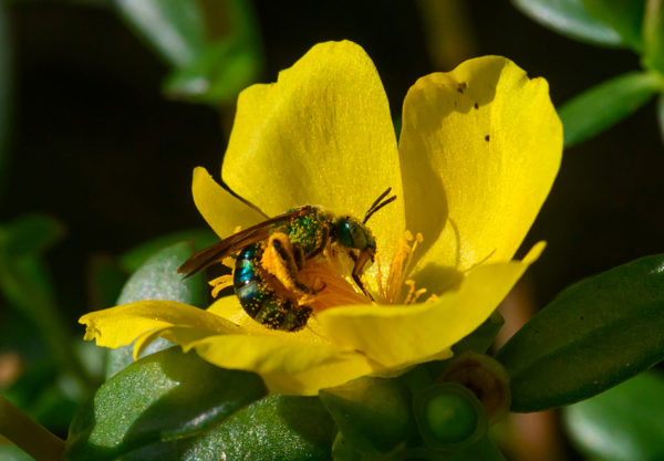 bee on plant
