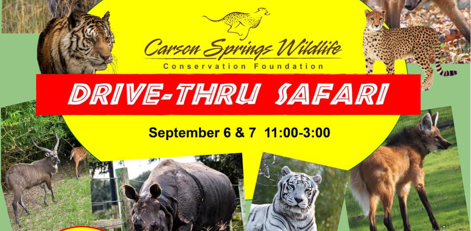 drive-thru safari at carson springs wildlife
