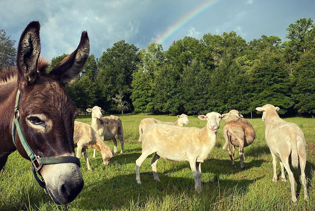 Cute animals at Peacefield farm sanctuary