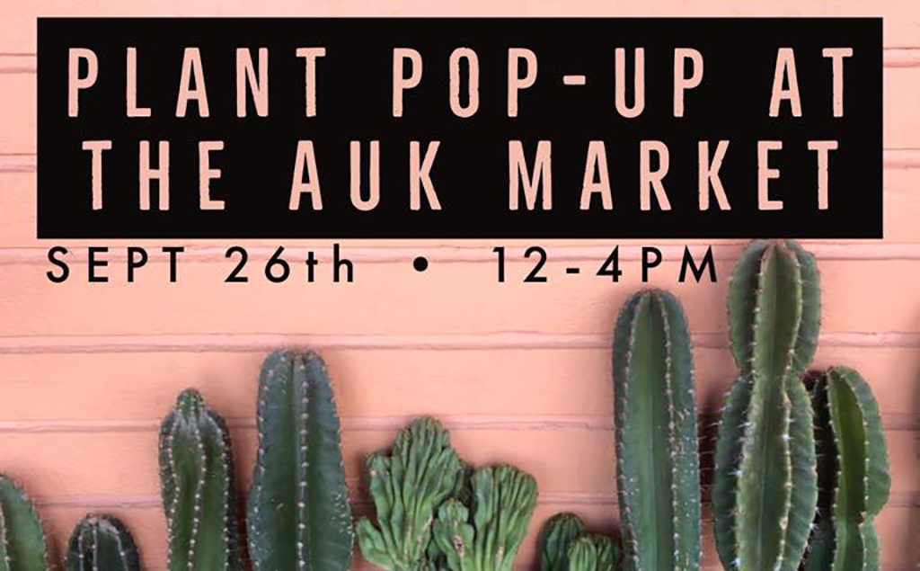 cactus plants lined up for the pop up sale at auk market