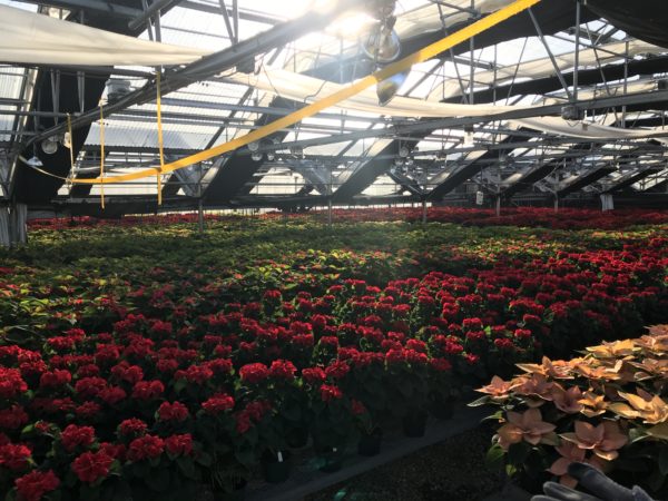 poinsettias