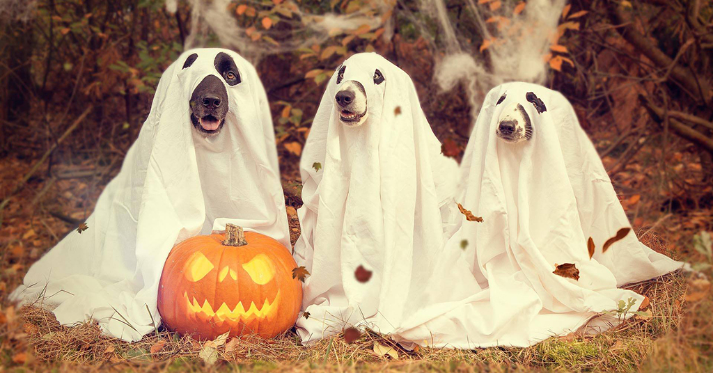 dogs in ghost costumes