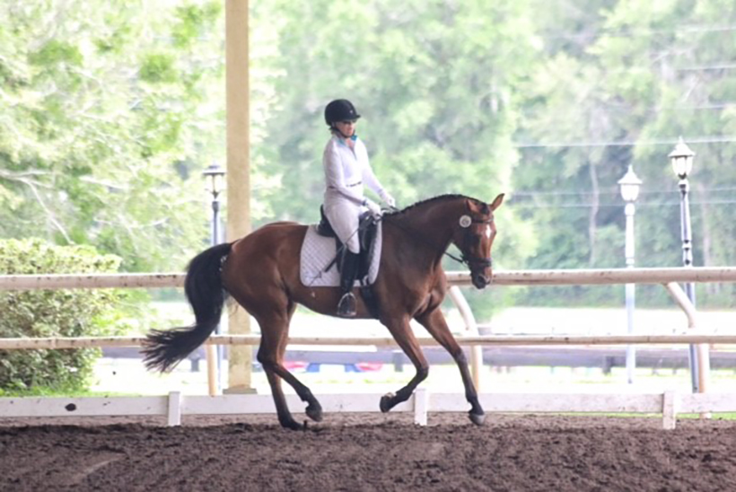 dressage horse with rider