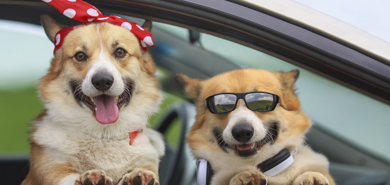two dogs smiling looking out of a car window