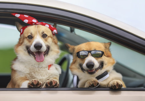 two dogs smiling looking out of a car window