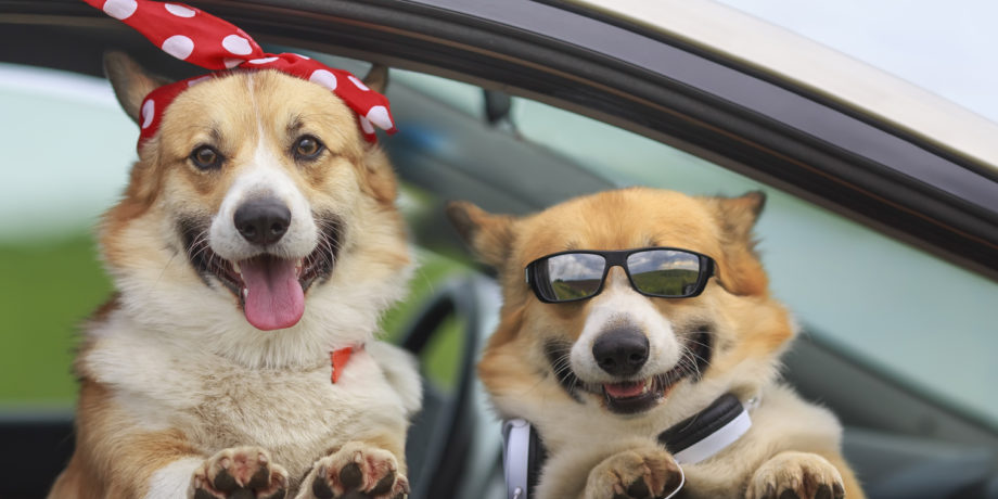 two dogs smiling looking out of a car window