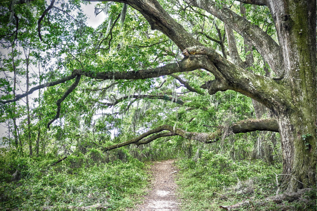 shaded trail at San Felasco state park