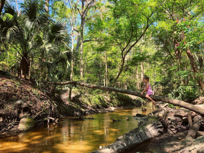 child climbing tree at loblolly woods trail
