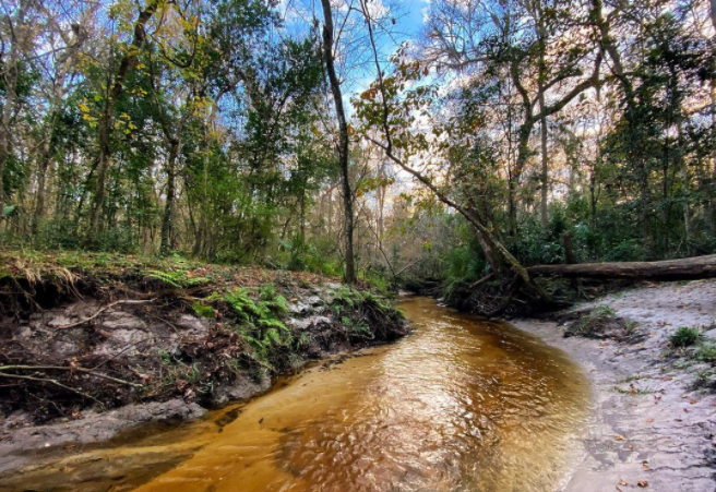 Trek Through Trails: Top 5 Family-Friendly and Dog-Friendly Hikes