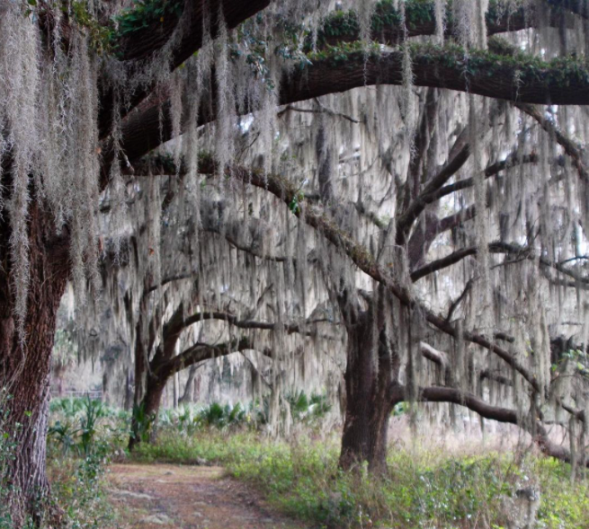 Trek Through Trails: Top 5 Family-Friendly and Dog-Friendly Hikes