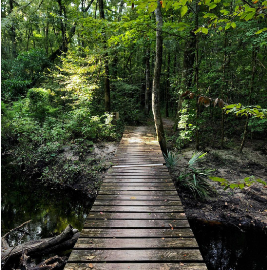 Trek Through Trails: Top 5 Family-Friendly and Dog-Friendly Hikes