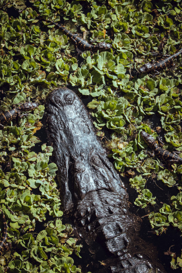 trail in park with alligator