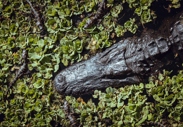 alligator and babies