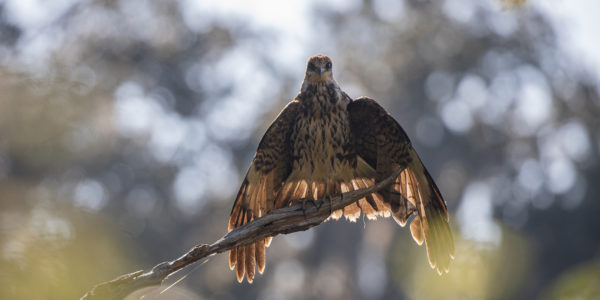 bird
