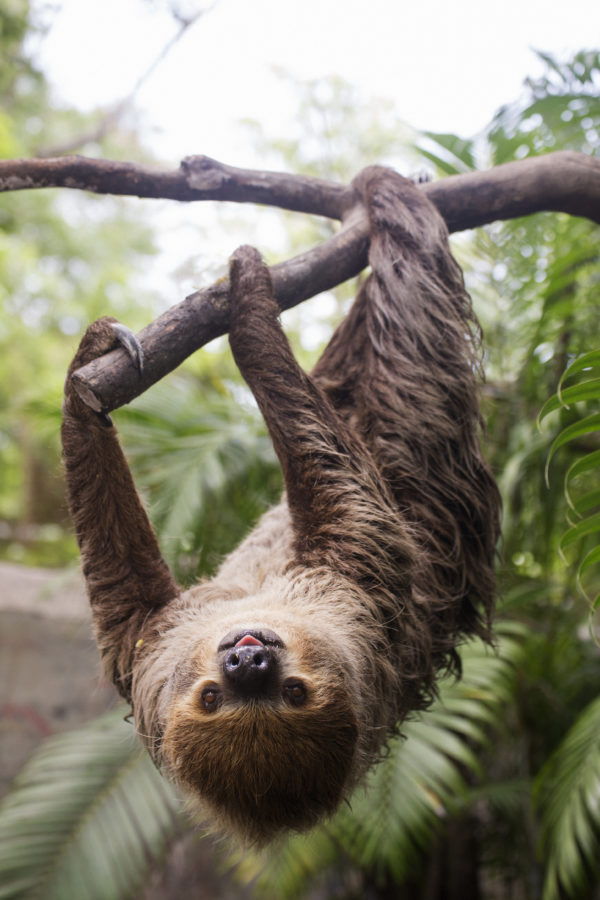 sloth hanging