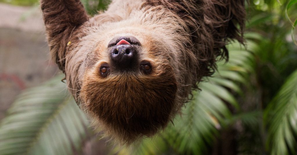 sloth at florida museum exhibit