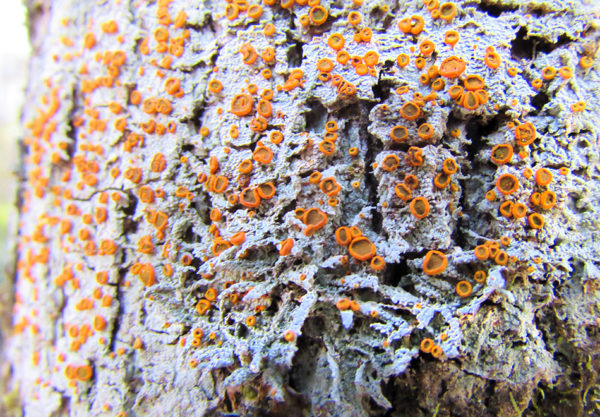 lichen on tree