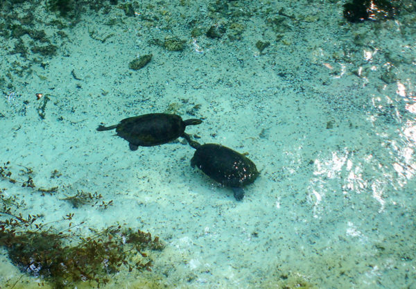 turtles