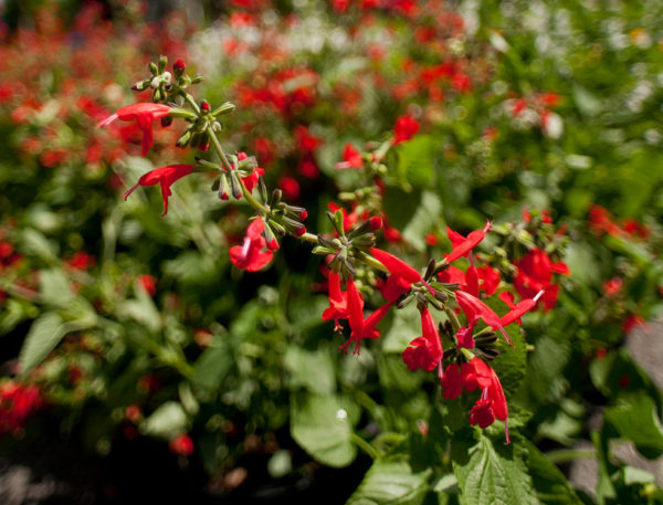 blooming plant