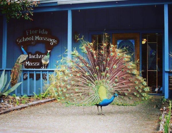 peacock at floirda school of massage