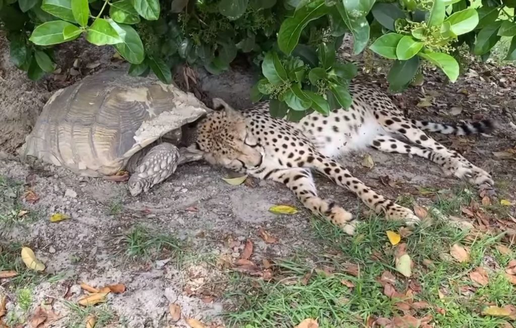 cheetah and tortoise