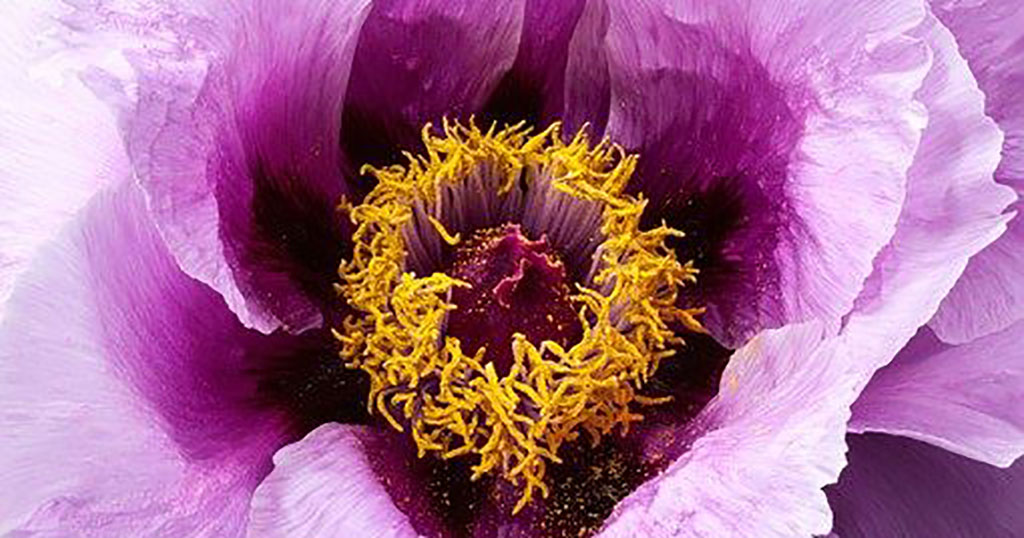 blooming flower