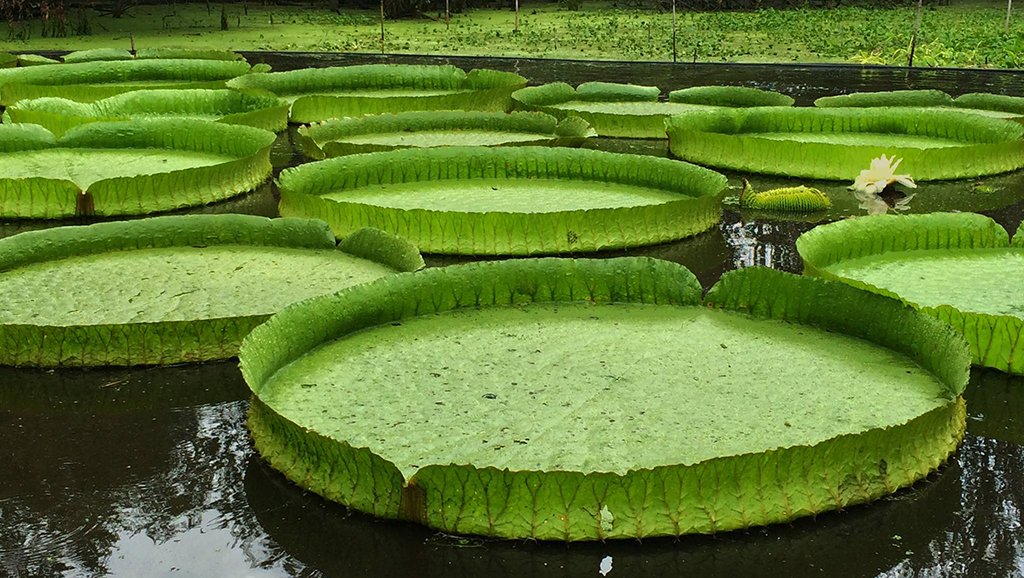giant victoria waterlilies at kanapaha