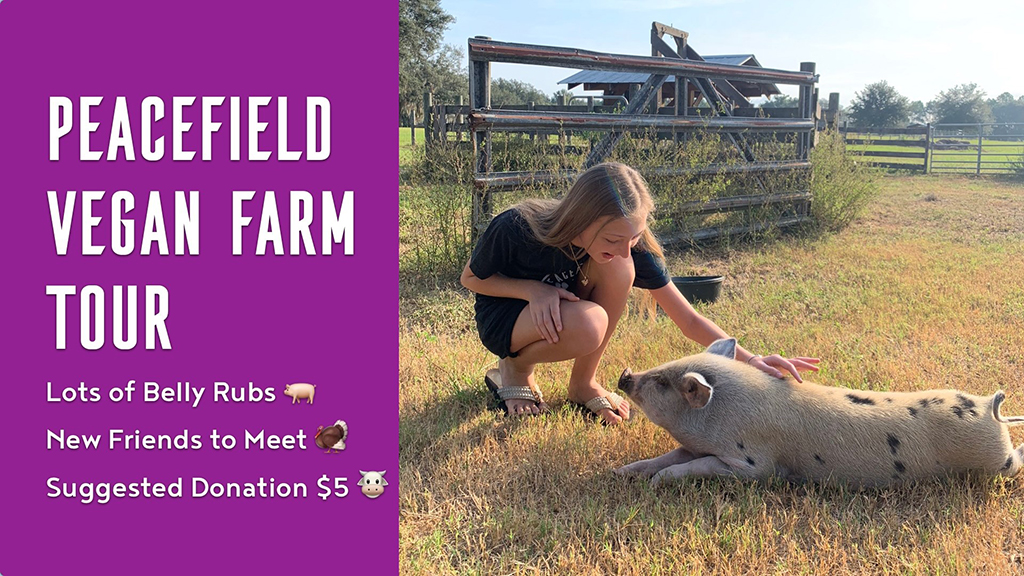 peacefield vegan farm tour