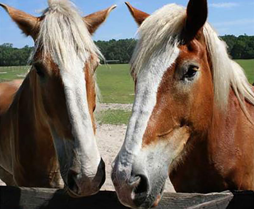 Mill Creek Horse Retirement Farm