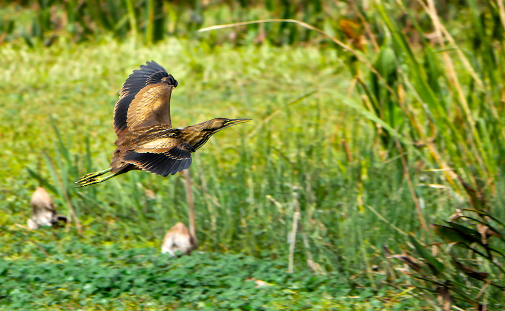 flying bird at sweetwater wetlands park
